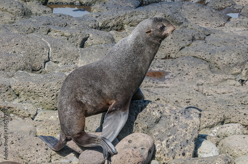 Northern Fur Seal (Callorhinus ursinus) at hauling-out in St. George Island, Pribilof Islands, Alaska, USA