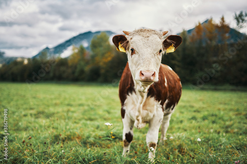 Wallpaper Mural Milchkuh Torontodigital.ca