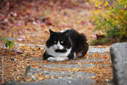 Bilde på lerret Black and white adult cat on outdoor autumn background.