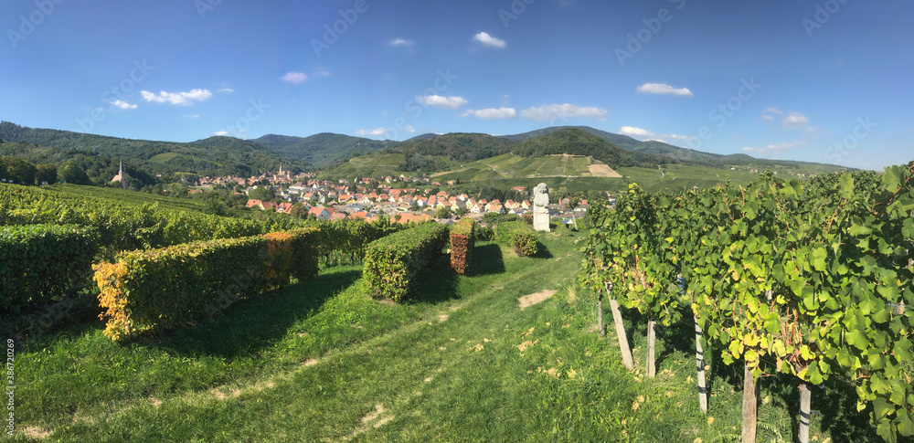 Naklejka premium Among the idyllic vineyards in Alsace, France