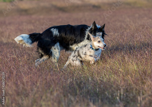 Little Border Collie Blue Merle puppy photo