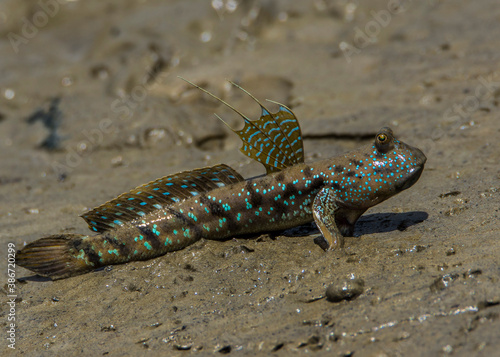 Canvas Print Yellow spotted mudskippers Periophthalmus walailakae in Borneo