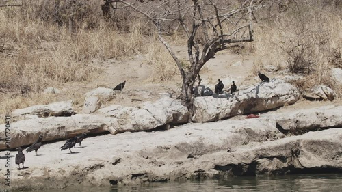 Some black vultures standing on a rock next to Grijalba river seen from a boat in Sumidero Canyon, Chiapas, Mexico