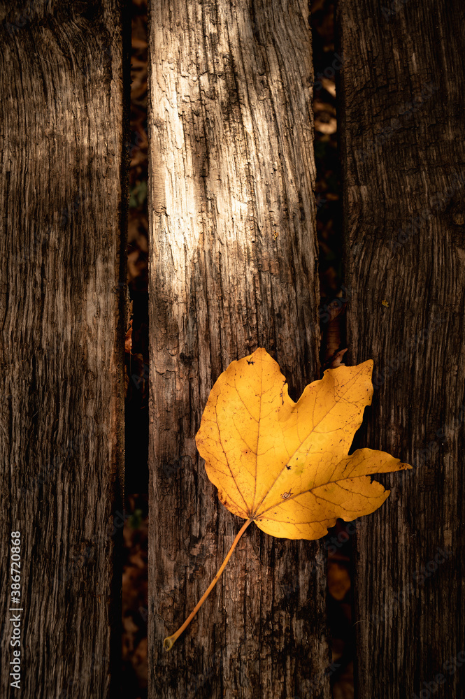 Obraz premium Herbstblatt