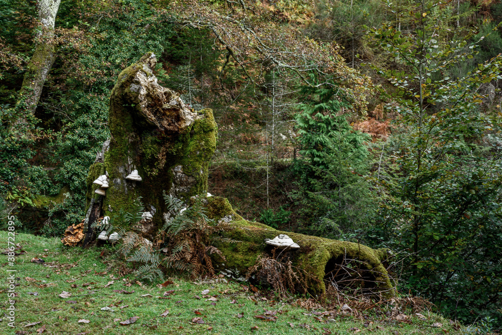 first old tree trunks one vertical and one horizontal, fallen, dead, full of moss and fungi, winter, autumn, first old tree trunks one vertical and one horizontal, fallen, dead, full of moss and fungi, winter, autumn,