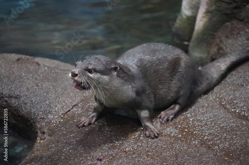 カワウソ 動物 可愛い 海の生物 