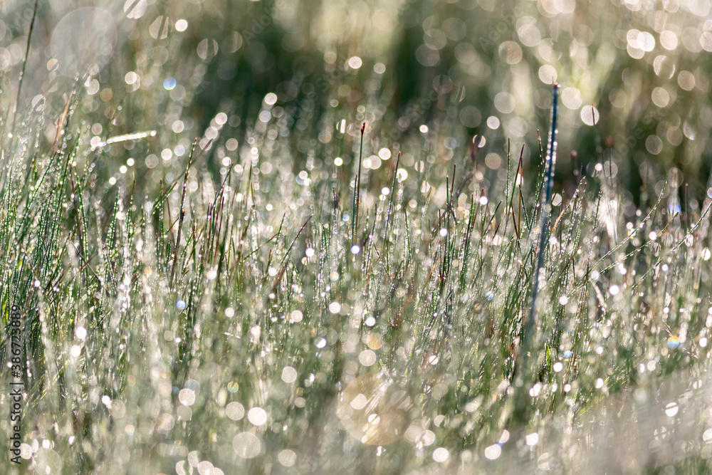 Fototapeta premium grass in the morning