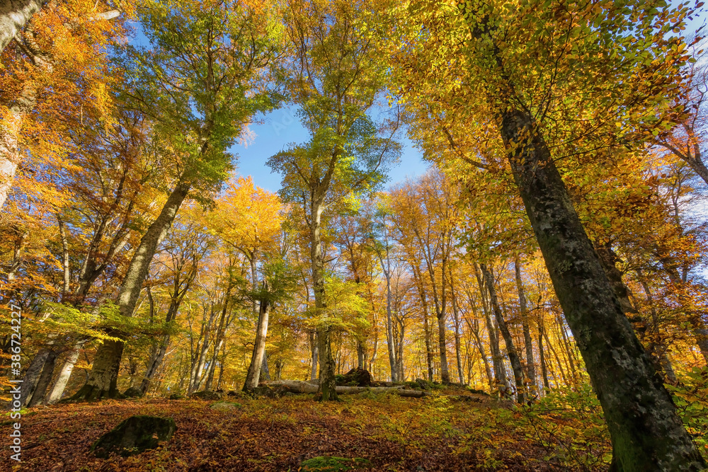 Beech forest in autumn, trees in backlight