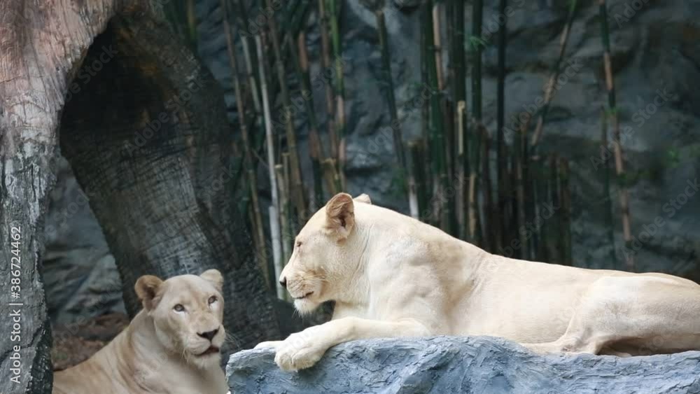 A large female white lion lounging on a rock. A large female white lion lounging on a rock.