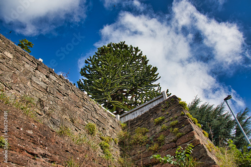 Tree on the wall.