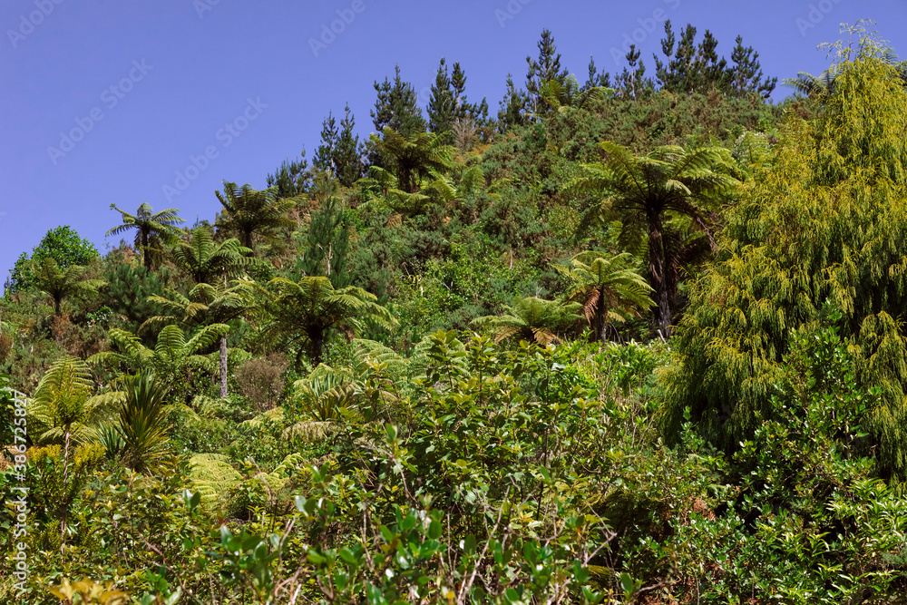 Tree Ferns and dense forest on a hill in New Zealand
