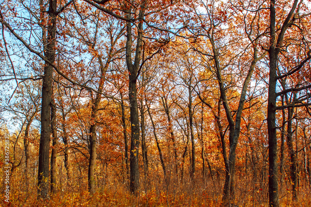 Fototapeta premium autumn forest trees with bright yellow leaves on a blue sky background with white clouds on a sunny day