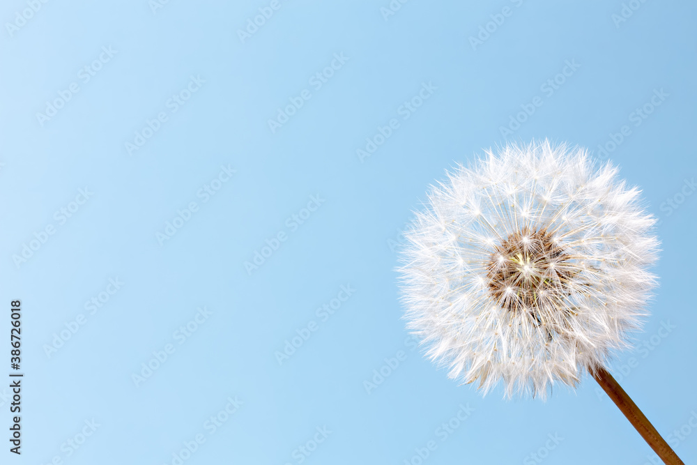 White dandelion on a blue background White dandelion on a blue background