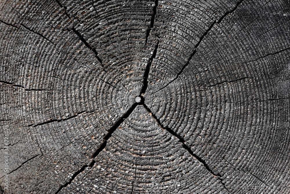 Fototapeta premium Cut on an old tree with annual rings and cracks, close-up