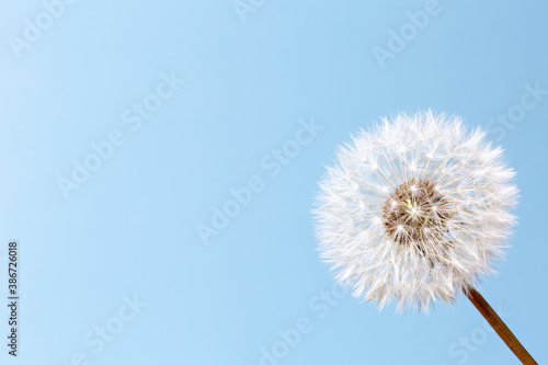 White dandelion on a blue background