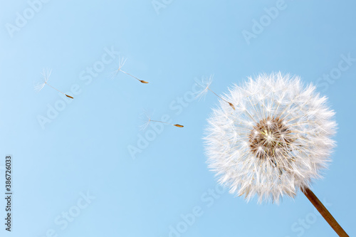 White dandelion on a blue background