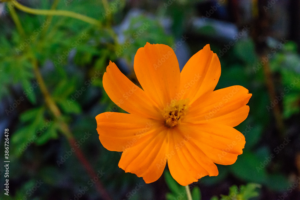 orange flower in garden orange flower in garden