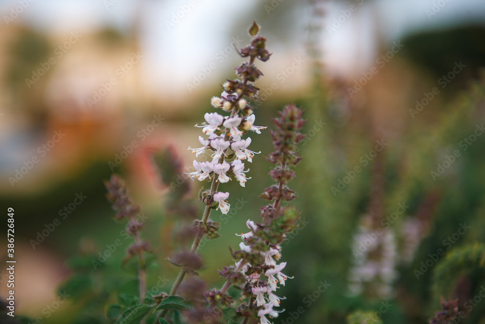 Beautiful fragrant flower against the background of burning greenery.