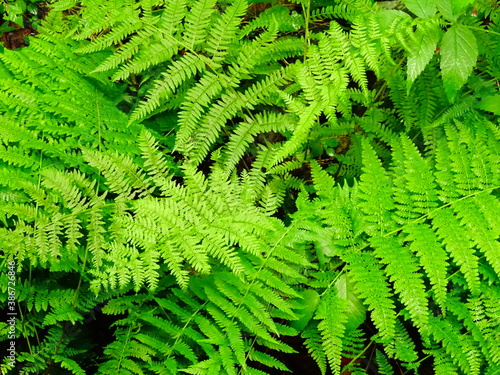 forest in august