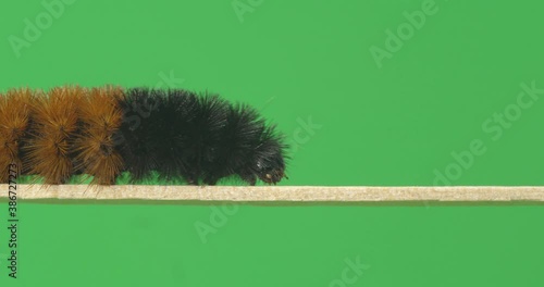 Woolly Worm close up footage on green screen 