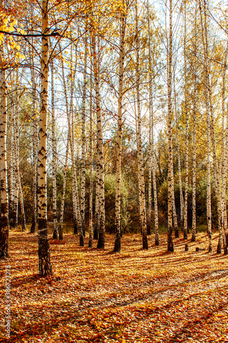 autumn landscape birch grove tall trees with white trunks and bright yellow leaves on a sunny day