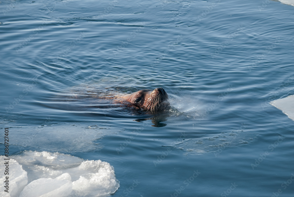 Fototapeta premium Steller's Sea Lion (Eumetopias jubatus) in harbour, Petropavlovsk-Kamchatsky, Kamchatka Peninsula, Russia