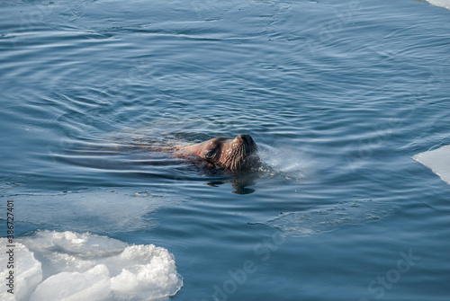 Steller's Sea Lion (Eumetopias jubatus) in harbour, Petropavlovsk-Kamchatsky, Kamchatka Peninsula, Russia