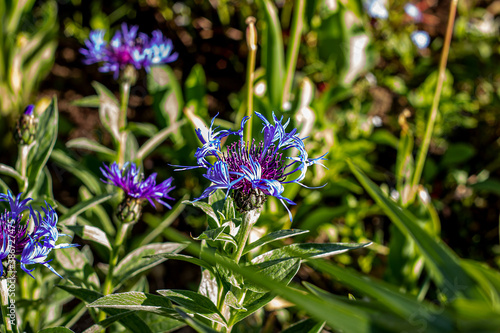 Bright blooming blue Cornflower meadow  Centaurea cyanus  on the lawn on green grass background.