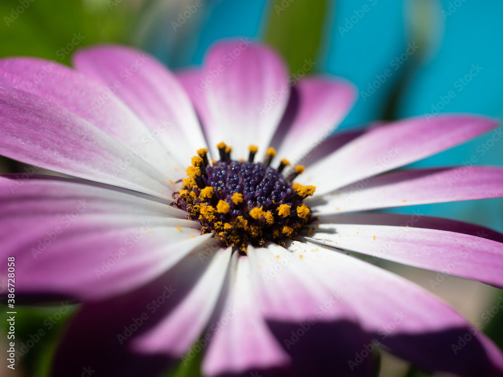 a purple wild flower in the field a purple wild flower in the field