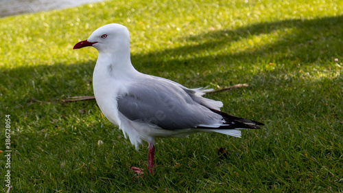 Christchurch, Newzealand, 18th Oct.2020.  Does the look and pose of the gull remind you of someone you know in your life? photo