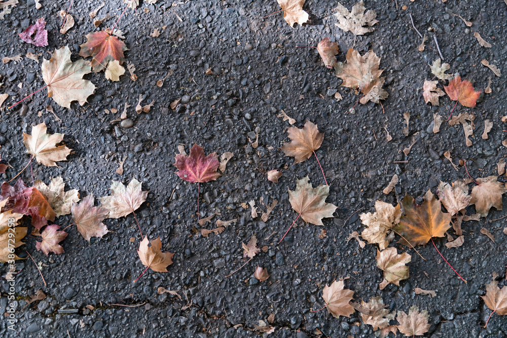 Gefallenes Herbstlaub auf dem Asphalt Gefallenes Herbstlaub auf dem Asphalt