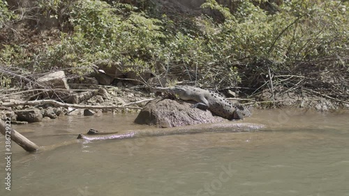 A huge crocodile sunbathing on a big rock at the shore of the river in Sumidero Canyon, Chiapas, Mexico