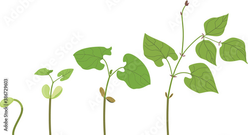 Life cycle of bean plant. Growth stages from seeding to young plant isolated on white background