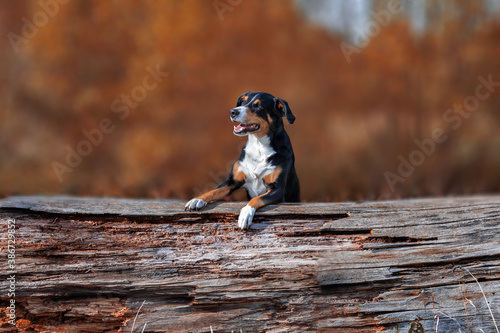 Amazing appenzeller sennenhund dog in autumn
