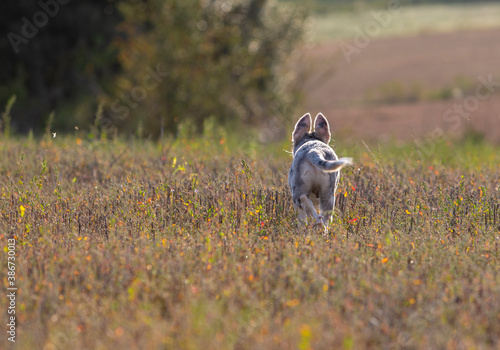 Little Border Collie Blue Merle puppy photo