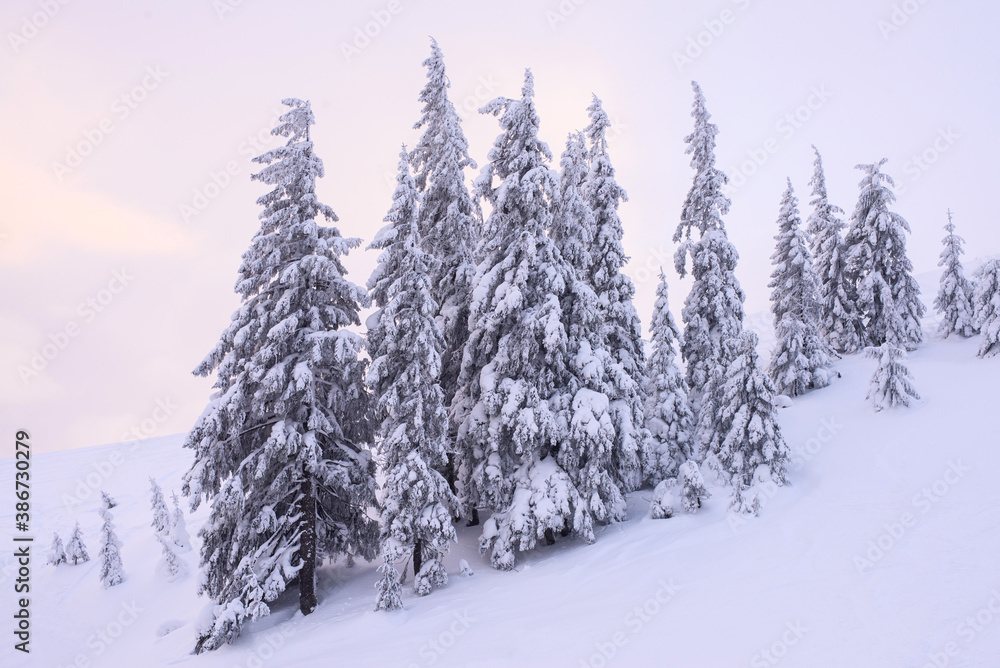 Snow-covered firs on a hillside on a sunset background.