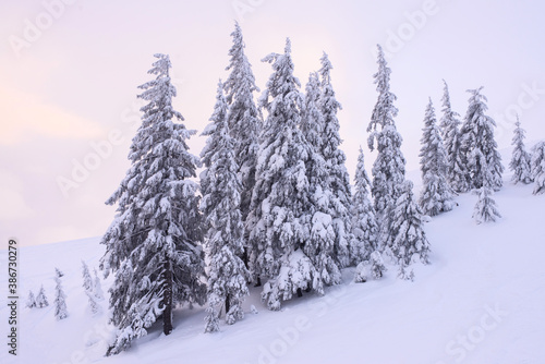 Snow-covered firs on a hillside on a sunset background. © Oleksiy