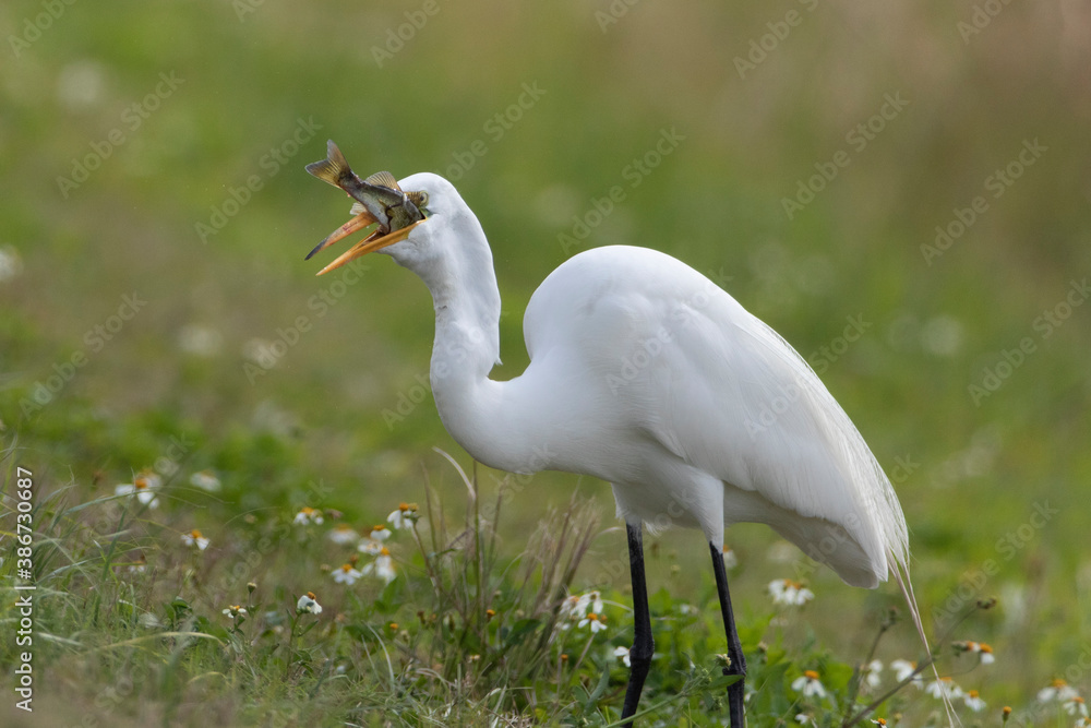 Obraz premium Great White Egret with Fish