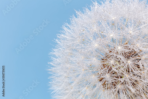 Soft focus on dandelion flower  closeup  abstract blue background