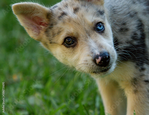 Little Border Collie Blue Merle puppy photo