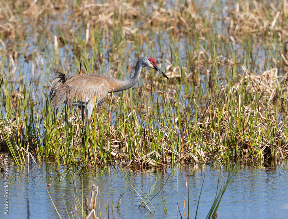 Sandhill Crane at nest in Florida marsh