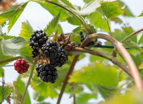 Brombeeren an einem Zweig in einem Spalier