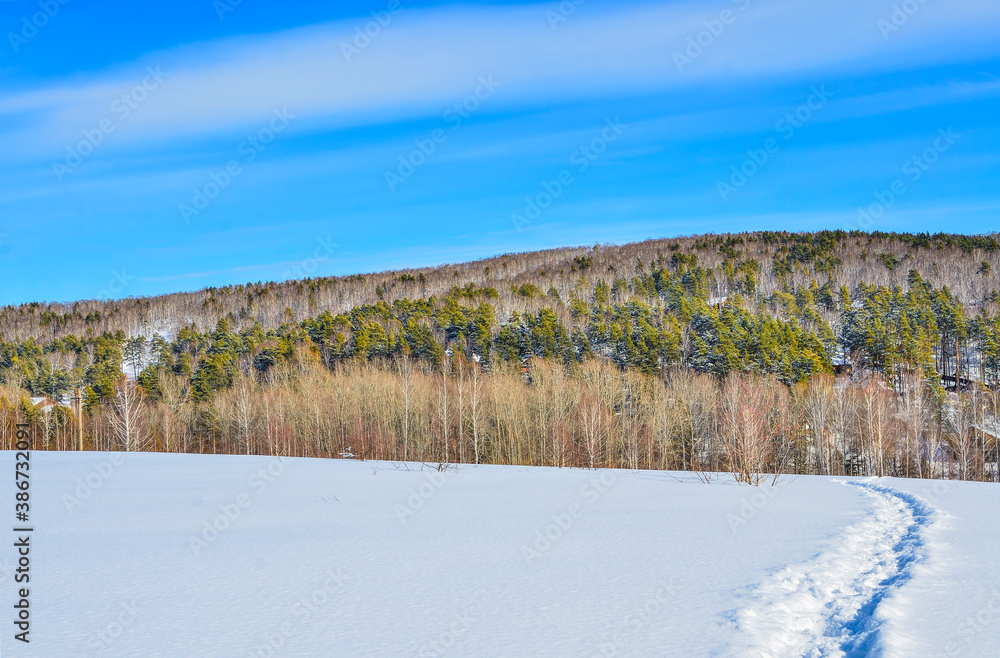 Wonderful winter landscape - narrow path in deep snow leading to birch and pine forest Wonderful winter landscape - narrow path in deep snow leading to birch and pine forest