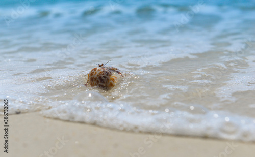 Hermit crab walking on the beach.