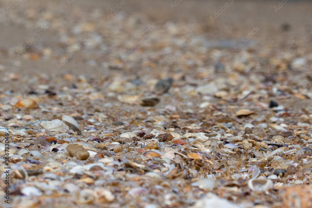 shells on sand shells on sand