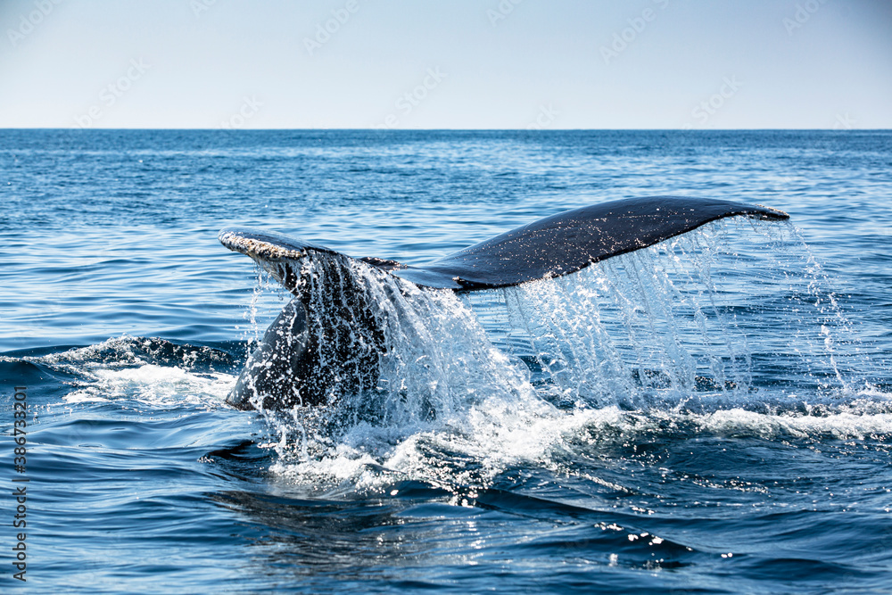 Fototapeta premium Humpback Whale, Los Cabos BCS, Mx