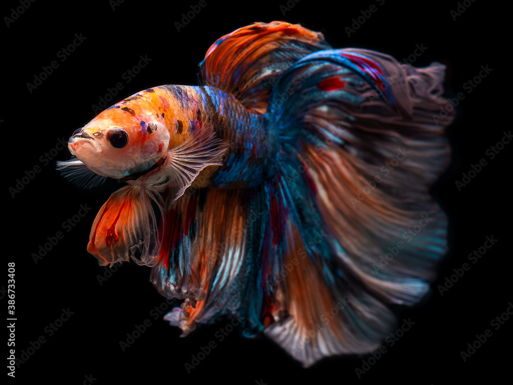 Half moon giant betta Siamese fighting fish. Half moon giant betta Siamese fighting fish.