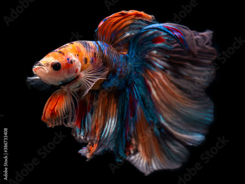 Half moon giant betta Siamese fighting fish.