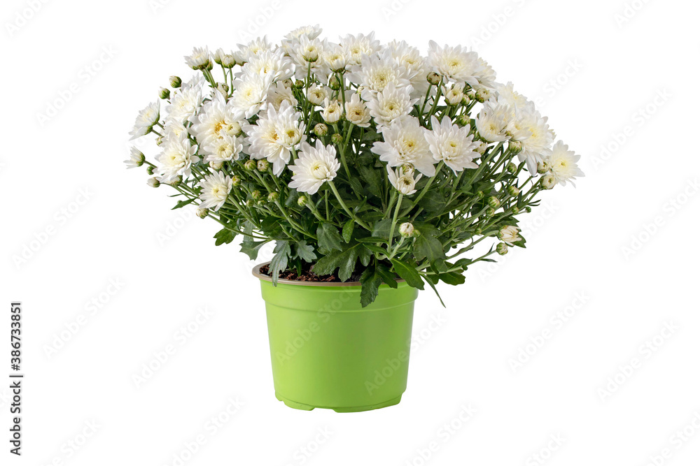 Chrysanthemum multiflora bush in the pot isolated on white.