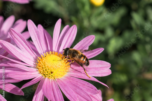 on the left, on a blurred background of green grass a pink chrysanthemum on which a wasp sits with paws in pollen